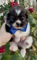 Stitch, a male Pomeranian for sale in Redding, CA – 8 of 10