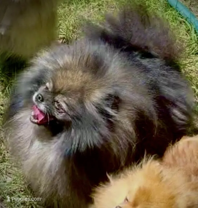 Upcoming – Pomeranian puppy for sale in Redding, CA