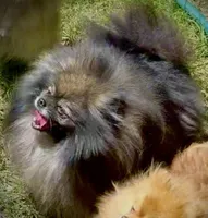 Upcoming, a  Pomeranian for sale in Redding, CA – 1 of 9