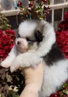 Maui, a male Pomeranian for sale in Redding, CA – 7 of 10