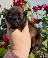 Red sable Swagger, a male Pomeranian for sale in Redding, CA – 7 of 10