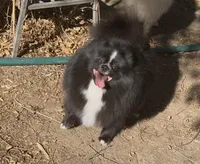 Millie, a  Pomeranian for sale in Redding, CA – 3 of 6