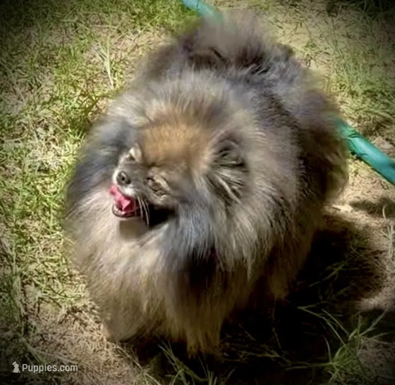 Millie – Pomeranian puppy for sale in Redding, CA