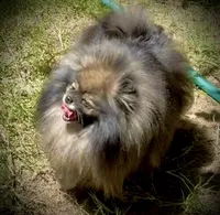 Upcoming, a  Pomeranian for sale in Redding, CA – 4 of 9