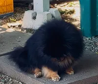 Upcoming, a  Pomeranian for sale in Redding, CA – 9 of 10
