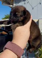 Red sable Swagger, a male Pomeranian for sale in Redding, CA – 8 of 10