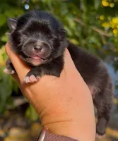 Girl, a male Pomeranian for sale in Redding, CA – 2 of 10