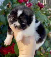 Stitch, a male Pomeranian for sale in Redding, CA – 3 of 10