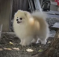 Upcoming, a  Pomeranian for sale in Redding, CA – 7 of 10