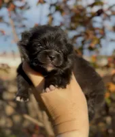 Girl, a male Pomeranian for sale in Redding, CA – 9 of 10