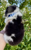 Stitch, a male Pomeranian for sale in Redding, CA – 10 of 10