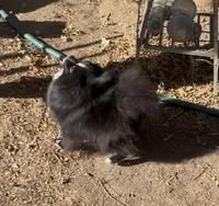 Millie, a  Pomeranian for sale in Redding, CA – 2 of 6