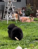 Sparkles, a female Pomeranian for sale in Redding, CA – 5 of 7