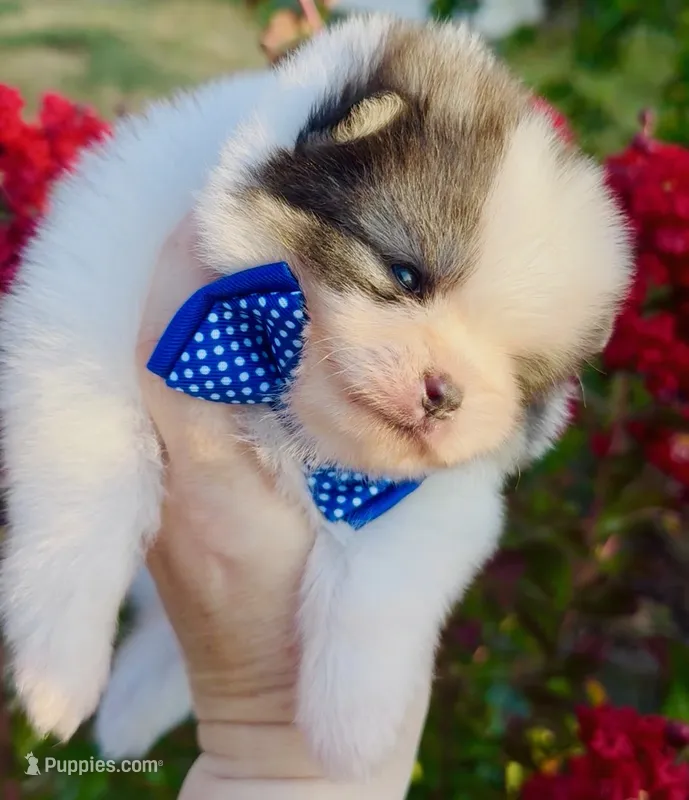 Maui – Pomeranian puppy for sale in Redding, CA