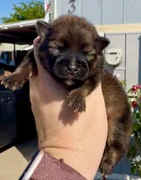 Red sable Swagger, a male Pomeranian for sale in Redding, CA – 6 of 10