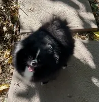 Millie, a  Pomeranian for sale in Redding, CA – 6 of 6