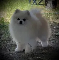 Upcoming, a  Pomeranian for sale in Redding, CA – 3 of 10