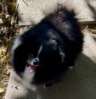 Girl, a male Pomeranian for sale in Redding, CA – 6 of 10