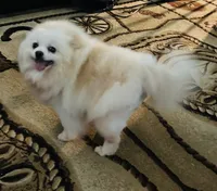 Upcoming, a  Pomeranian for sale in Redding, CA – 7 of 9