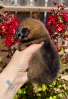 Red sable Swagger, a male Pomeranian for sale in Redding, CA – 3 of 6