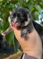 Boy, a male Pomeranian for sale in Redding, CA – 3 of 9