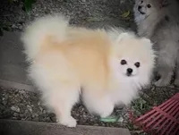 Upcoming, a  Pomeranian for sale in Redding, CA – 2 of 10