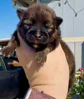 Red sable Swagger, a male Pomeranian for sale in Redding, CA – 9 of 10