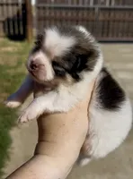 Maui, a male Pomeranian for sale in Redding, CA – 6 of 10