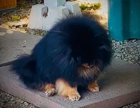Upcoming, a  Pomeranian for sale in Redding, CA – 8 of 10