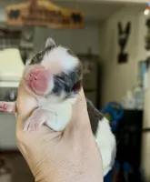 Marshmallows pup, a male Pomeranian for sale in Redding, CA – 1 of 10