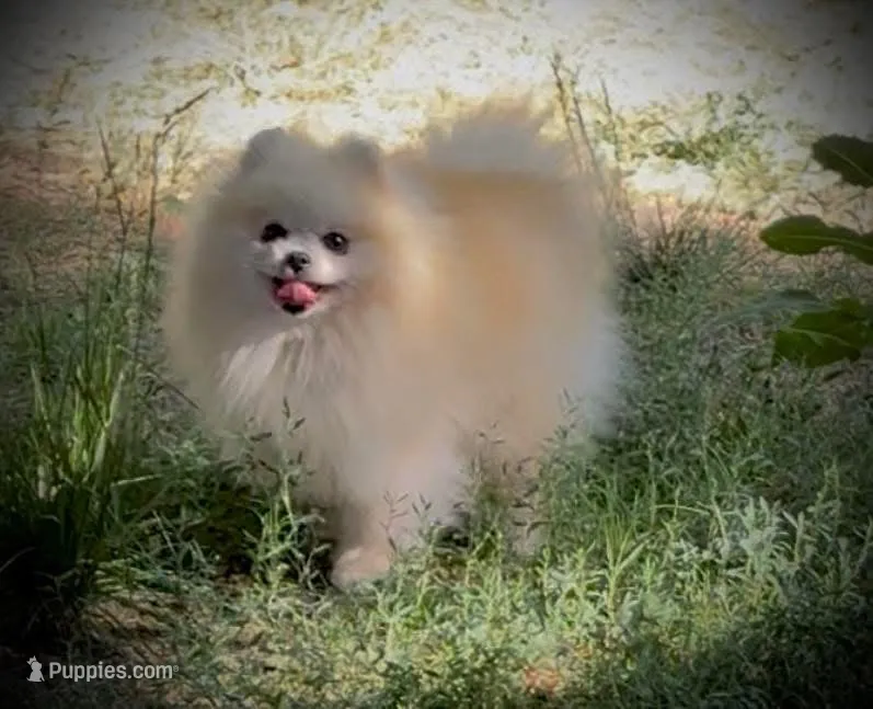 Upcoming – Pomeranian puppy for sale in Redding, CA