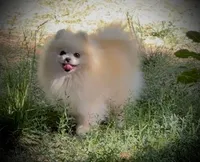 Upcoming, a  Pomeranian for sale in Redding, CA – 1 of 10