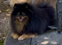 Upcoming, a  Pomeranian for sale in Redding, CA – 10 of 10