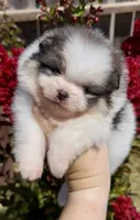 Maui, a male Pomeranian for sale in Redding, CA – 8 of 10