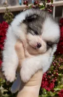 Maui, a male Pomeranian for sale in Redding, CA – 9 of 10