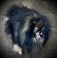 Maui, a male Pomeranian for sale in Redding, CA – 2 of 10