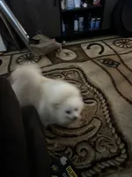 Upcoming, a  Pomeranian for sale in Redding, CA – 9 of 9
