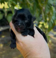 Boy, a male Pomeranian for sale in Redding, CA – 2 of 7