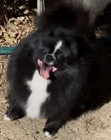 Boy, a male Pomeranian for sale in Redding, CA – 6 of 7