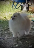 Sparkles, a female Pomeranian for sale in Redding, CA – 6 of 7