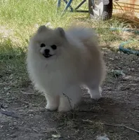 Upcoming, a  Pomeranian for sale in Redding, CA – 4 of 10