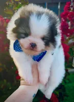 Maui, a male Pomeranian for sale in Redding, CA – 3 of 10