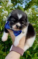 Stitch, a male Pomeranian for sale in Redding, CA – 9 of 10