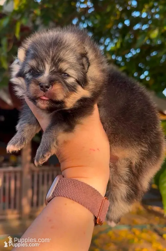 Boy – Pomeranian puppy for sale in Redding, CA