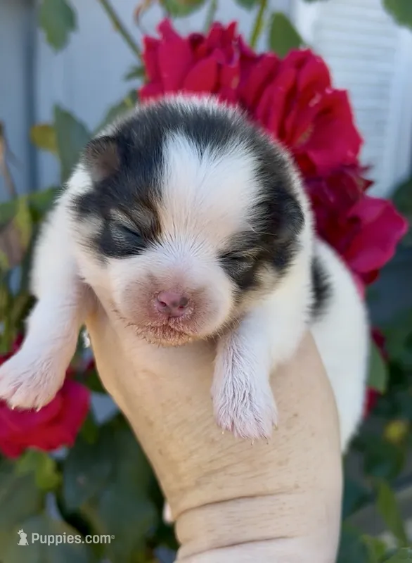 Marshmallows pup – Pomeranian puppy for sale in Redding, CA