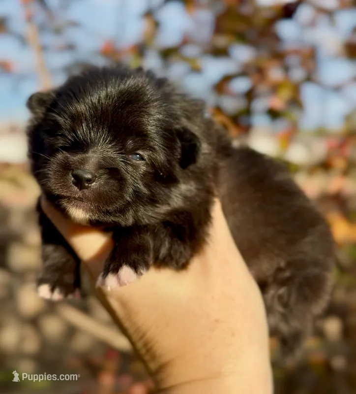 Girl – Pomeranian puppy for sale in Redding, CA