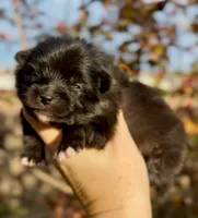 Girl, a male Pomeranian for sale in Redding, CA – 1 of 10