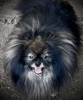 Red sable Swagger, a male Pomeranian for sale in Redding, CA – 4 of 10