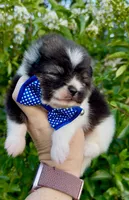 Stitch, a male Pomeranian for sale in Redding, CA – 6 of 10
