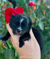 Boy, a male Pomeranian for sale in Redding, CA – 5 of 7
